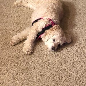 Meet your Posher, Collin